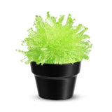 Crystal Cactus Growing Kit