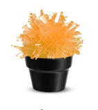 Crystal Cactus Growing Kit