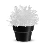 Crystal Cactus Growing Kit