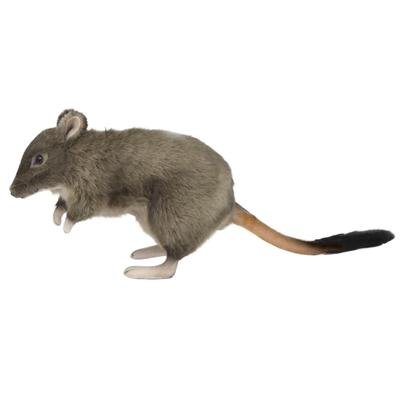 Hansa Creations - Woylie Potoroo