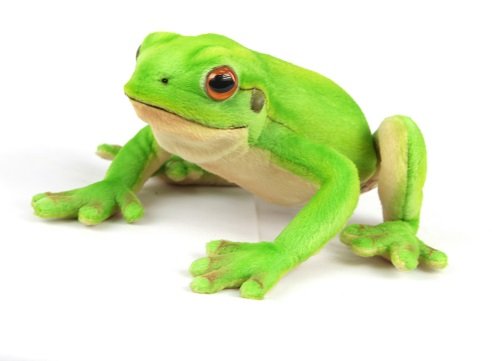 Hansa Creations - Green Tree Frog