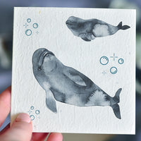 Nurturing Nature Cards | Australia's Original Plantable Gift Card - Jonah