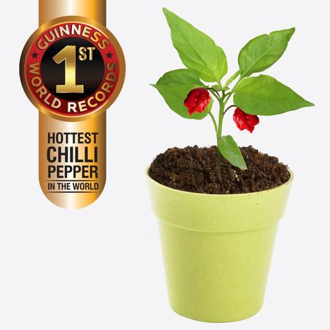 Mrs Green - Grow Your Own - Carolina Reaper Chilli