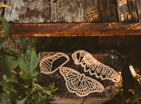 Kinfolk - 	 Butterfly Life Cycle Eco Cutter Set