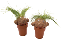 Mrs Green - Pot Head
