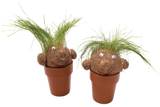 Mrs Green - Pot Head